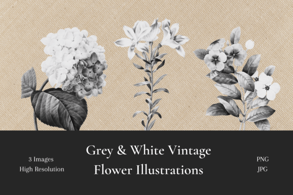 Grey & White Vintage Flower Illustration: Timeless Botanicals